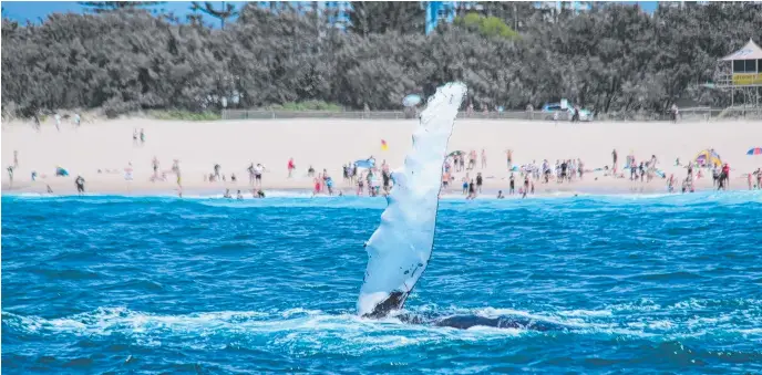  ??  ?? A whale "waves" to beach-goers at Broadbeach during the 2016 whale watching season. Picture: SEA WORLD WHALE WATCH