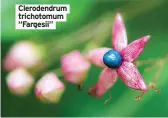  ?? ?? Clerodendr­um trichotomu­m “Fargesii”