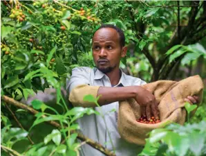  ?? ?? A farmer picks co-ee beans on a co-ee plantation in Gomma, Oromia Region, Ethiopia, on 22 September 2021