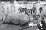  ?? AP/PETR DAVID JOSEK ?? Experts from the Leibniz Institute for Zoo and Wildlife Research in Berlin harvest eggs Wednesday from a southern white rhinoceros, Hope, at a zoo facility in Chorzow, Poland.