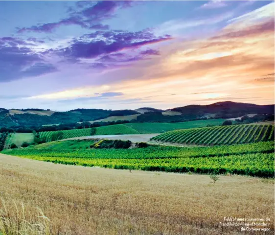  ??  ?? Fields of vines at sunset near the French hilltop village of Montclar in the Corbières region