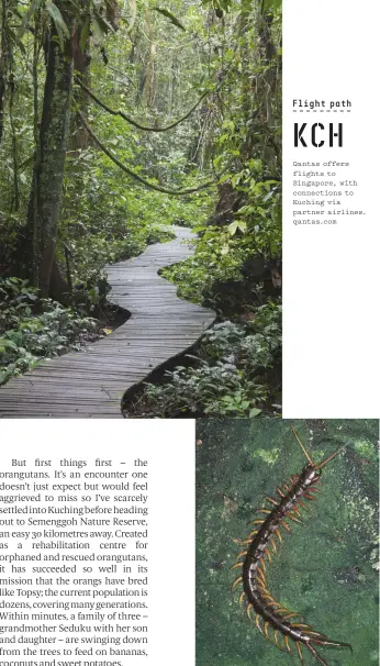  ??  ?? (From top) Gunung Mulu National Park hosts an infinite variety of carnivorou­s creatures, including centipedes