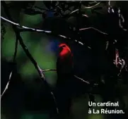  ??  ?? Un cardinal à La Réunion.