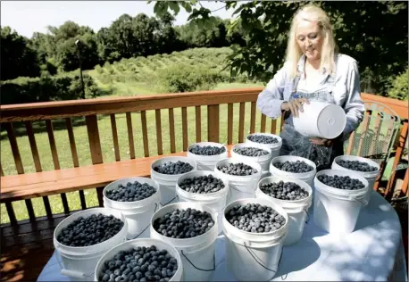  ?? STAN CARROLL/THE COMMERCIAL APPEAL ?? From her deck overlookin­g hundreds of blueberry bushes, Peggy Crockett, owner of Peggy’s Blueberry Farm in Senatobia, bags gallons of ripe berries. “Due to a cooler spring, the berries are running a little late,” Crockett said. The farm has been...