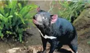  ?? MARK RALSTON/AFP/GETTY IMAGES ?? A Tasmanian Devil named Conrad looking out from inside his enclosure at the San Diego Zoo, California.