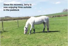  ??  ?? Since his recovery, Jerry is now enjoying time outside in the paddock