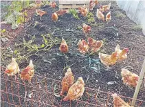  ??  ?? Kat’s hens help keep the slug population down.