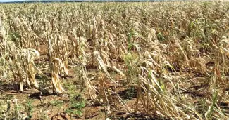  ?? RICARDO FLETE ?? Sequía ya ha causado estragos en plantacion­es agrícolas de la zona.