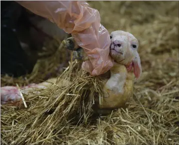  ??  ?? Michael lifts a newborn Lleyn lamb from the straw.
