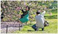  ?? ?? PETAL MEDDLE: Visitors to the Brooklyn Botanic Garden grab onto the famed cherry trees Wednesday, shaking the branches to elicit a lovely flurry of petals, according to witnesses and photograph­s.