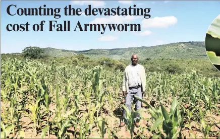 ?? PICTURES: ITUMELENG ENGLISH ?? Johannes Malesa’s two maize fields in Ga-Sekgopo in Limpopo have been devastated by Fall Armyworm. He is one of many in the area whose crops have been demolished by the pest.