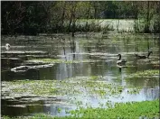  ?? DAN REIDEL — ENTERPRISE-RECORD ?? Canada geese swim on the surface Friday at Teichert Ponds in Chico.