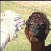  ?? LYNN CURWIN/TRURO NEWS ?? Flora, the light-coloured alpaca, and one of her sons.