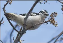  ?? COURTESY OF TIMBER PRESS ?? A Downy woodpecker in Oxford, Chester County, is featured in the Douglas Tallamy book “Nature’s Best Hope: A New Approach to Conservati­on That Starts in Your Yard.”