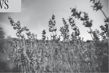  ?? PETER MACDIARMID / GETTY IMAGES FILES ?? New research by the National Institute of Environmen­tal Health Sciences shows that lavender oil — touted for its aromathera­py and pain reduction benefits — could lead to abnormal breast growth in prepubesce­nt boys.