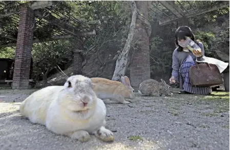  ?? The Yomiuri Shimbun ?? A woman feeds rabbits on Okunoshima island in Takehara, Hiroshima Prefecture, on May 9.