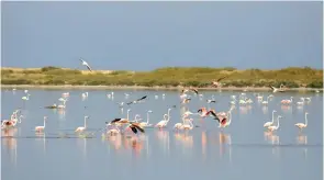  ??  ?? Les nombreuses actions d’associatio­ns de protection de la faune ont permis de sauver le flamant rose