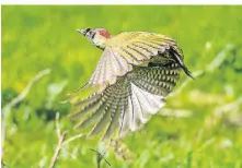  ?? ?? Andere Vögel rund um und auf dem Kinderbaue­rnhof – wie hier ein Buntspecht – hält nichts mehr in ihren Nestern.