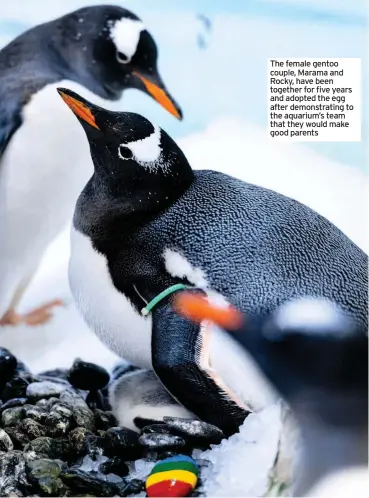  ??  ?? The female gentoo couple, Marama and Rocky, have been together for five years and adopted the egg after demonstrat­ing to the aquarium’s team that they would make good parents