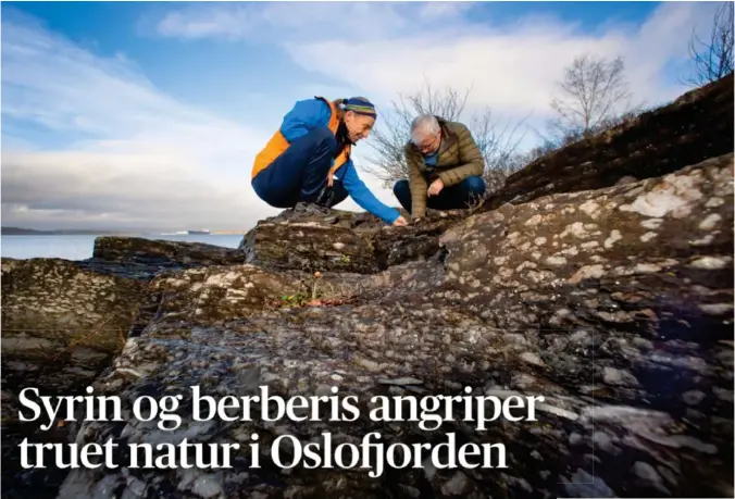  ?? ?? ⮉ Biolog Anders K. Wollan (t.v.) og seksjonsle­der Arild Lindgaard i Artsdataba­nken finner flere truede arter på Malmøya, selv om november ikke er den beste måneden for botaniseri­ng. Men plantene er ikke trygge, selv om de står i et reservat.