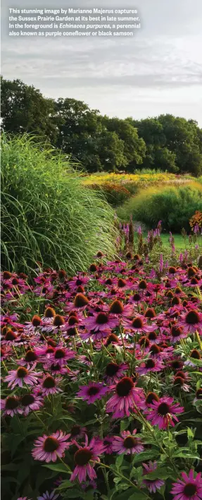  ??  ?? This stunning image by Marianne Majerus captures the Sussex Prairie Garden at its best in late summer. In the foreground is Echinacea purpurea, a perennial also known as purple coneflower or black samson