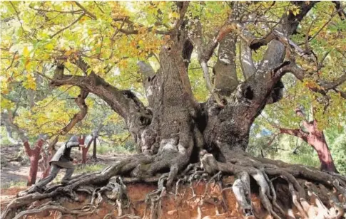  ?? ABC ?? La leyenda cuenta que Fernando el Católico se encomendó a Dios en este árbol antes de la batalla de Marbella