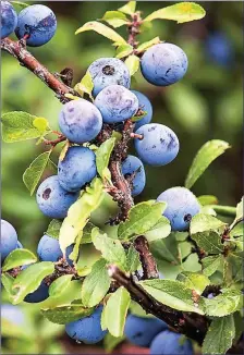  ??  ?? Many Blackthorn bushes are bearing crops of sloes at present.