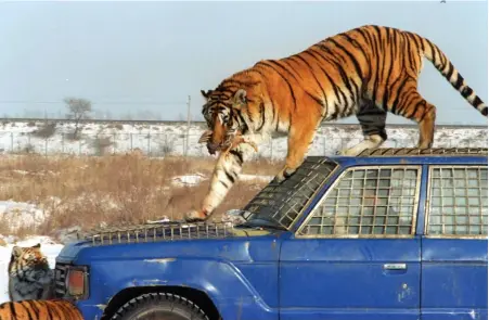  ?? (Illustrati­ve; Reuters) ?? WHAT IF animals ran the planet? A Siberian tiger carries a chicken on a car roof at Harbin’s Siberian Tiger Park in China.