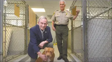  ?? Erik Trautmann / Hearst Connecticu­t Media ?? Former state representa­tive, G. Kenneth Bernhard, greets Mia, a Staffordsh­ire terrier mix, as Westport Animal Control Officer Joe Saponare looks on at the animal control facility in Westport.