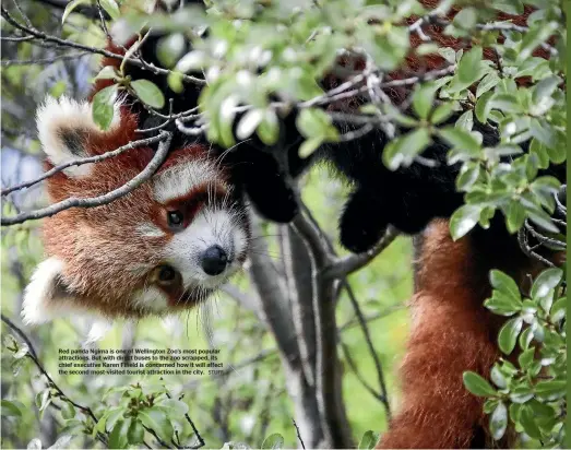  ?? STUFF ?? Red panda Ngima is one of Wellington Zoo’s most popular attraction­s. But with direct buses to the zoo scrapped, its chief executive Karen Fifield is concerned how it will affect the second most-visited tourist attraction in the city.