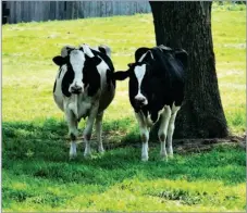  ?? ?? Grazing dry cows at grass can threaten future productivi­ty from potential milk fever cases and excess condition gain