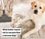  ?? ?? What better reason not to vacuum than a nervous dog?