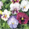  ?? PHOTO: SUPPLIED ?? Pansies, a pretty and practical addition to any garden, will flower over a longer period if deadheaded regularly.