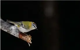  ?? Foto: Heikki eriksson ?? Brandkrona­d kungsfågel är en av de arter som är på väg in i Finlands fauna.