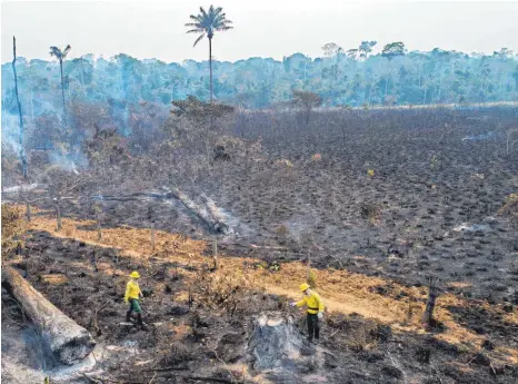  ?? FOTO: ANDRE PENNER/DPA ?? Zwischen August 2019 und Juli 2020 ist so viel Regenwald zerstört worden wie seit 2008 nicht mehr.