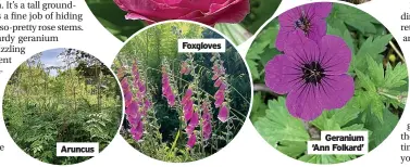  ?? ?? Foxgloves
Geranium ‘Ann Folkard’