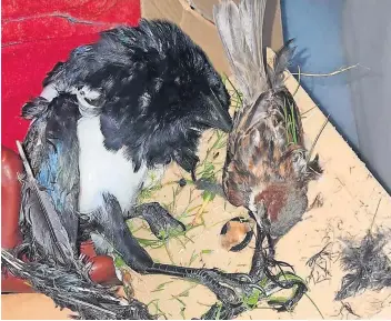  ?? ?? Shocked The magpie and sparrow were discovered in one of the traps in Wishaw