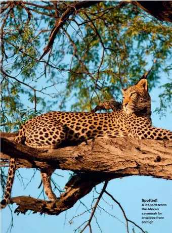  ??  ?? Spotted! A leopard scans the African savannah for antelope from on high