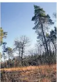  ?? FOTO: JANA BAUCH ?? Trockenhei­t und Schädlinge haben dem Wald in Mönchengla­dbach arg zugesetzt.