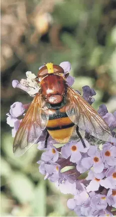  ?? PICTURE: JOAN BURKMAR ?? The hornet mimic hoverfly is a convincing mimic of the European hornet