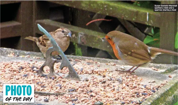  ?? ?? Susan Danielis-Marshall spotted a robin and a sparrow sharing a meal