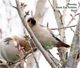  ??  ?? Waxwing, Hessle, East Yorkshire, March