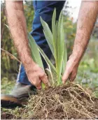  ?? Getty Images ?? Spring-blooming plants such as iris and daylilies should be divided in fall.