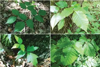  ?? | BLAKE FARMER/WPLN/KAISER HEALTH NEWS ?? Clockwise from top left: Poison ivy with smooth edges; jagged edges; round leaves; notched leaves. All pictures were taken on a trail in a state park on Tennessee’s Cumberland Plateau.