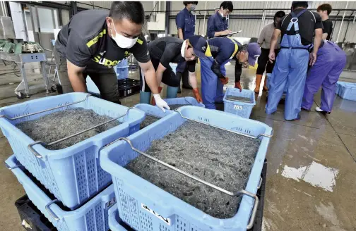  ?? Yomiuri Shimbun photos ?? Above: Shirasu baby sardines unloaded in Natori, Miyagi Prefecture, on the morning of July 20; Below: Shirasu baby sardines