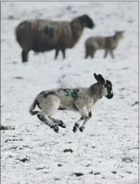  ?? PICTURES: LORNE CAMPBELL/ROD KIRKPATRIC­K/PA ?? CHILLY FOR MAN AND BEAST: Main, a horse in Leeming, West Yorkshire, is glad of its long mane; above right, a lamb near Winkhill, Staffordsh­ire; above left, runners at Whitley Bay, on North East coast, and a Robin Reliant on Axe Edge Moor, near Buxton.