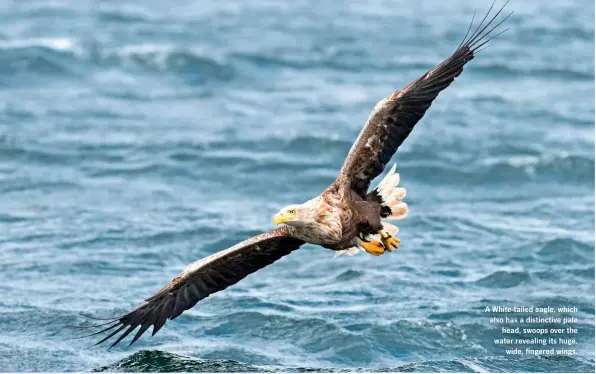  ??  ?? A White-tailed eagle, which also has a distinctiv­e pale head, swoops over the water revealing its huge, wide, fingered wings.