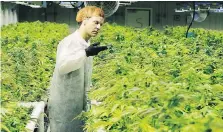  ?? GAVIN YOUNG/FILES ?? Cam Battley of Edmonton-based Aurora says he considers the firm’s purchase of Whistler “an opportunit­y to be the first company to bring organic cannabis to the internatio­nal market.”