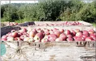  ?? LYNN KUTTER ENTERPRISE-LEADER ?? Apples at Vanzant Fruit Farm are handpicked and placed in 20-bushel barrels. Some of the apples are sold to Harps Food Stores but many are sold in the farm’s market located on Highway 264.