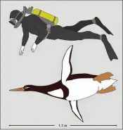  ?? GERALD MAYR / SENCKENBER­G RESEARCH INSTITUTE ?? This illustrati­on compares the size of an ancient penguin discovered in New Zealand with a human being. The fossil bird is about 7 inches longer than any other ancient penguin known.